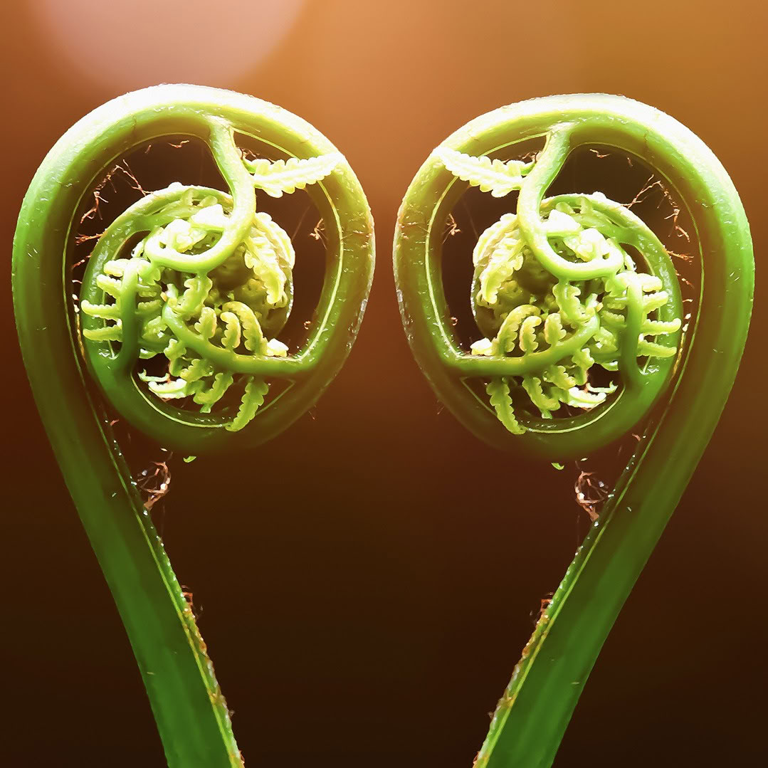 Forestview Suite (Kitchen) - Resort Guest