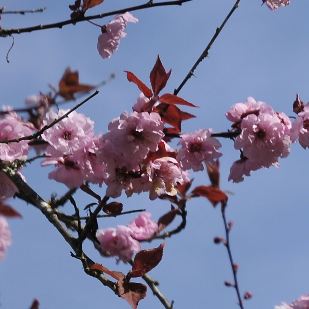 Forestview Room - Double Shared - Conference