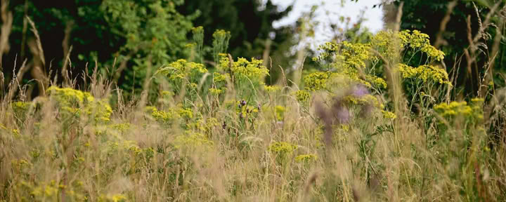 The Herdsman Glamping